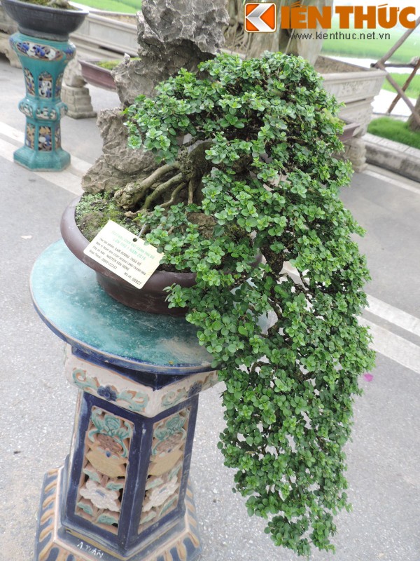 Da mat voi loat bonsai mini sieu dep o Ha Noi-Hinh-8